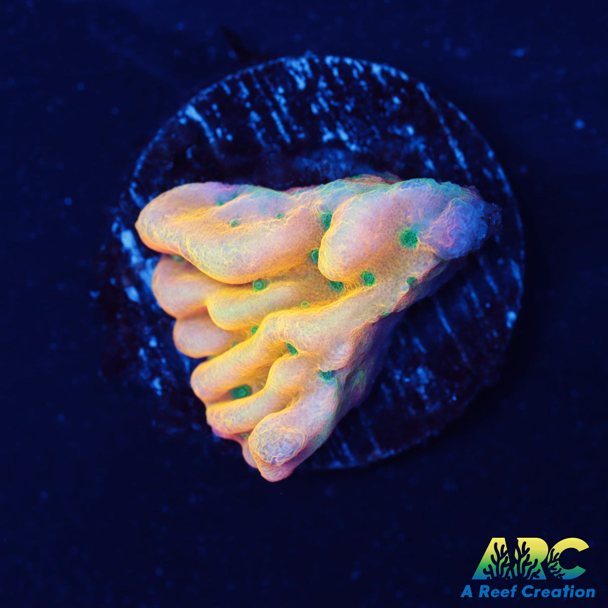 ASD Rainbow Phoenix Monti