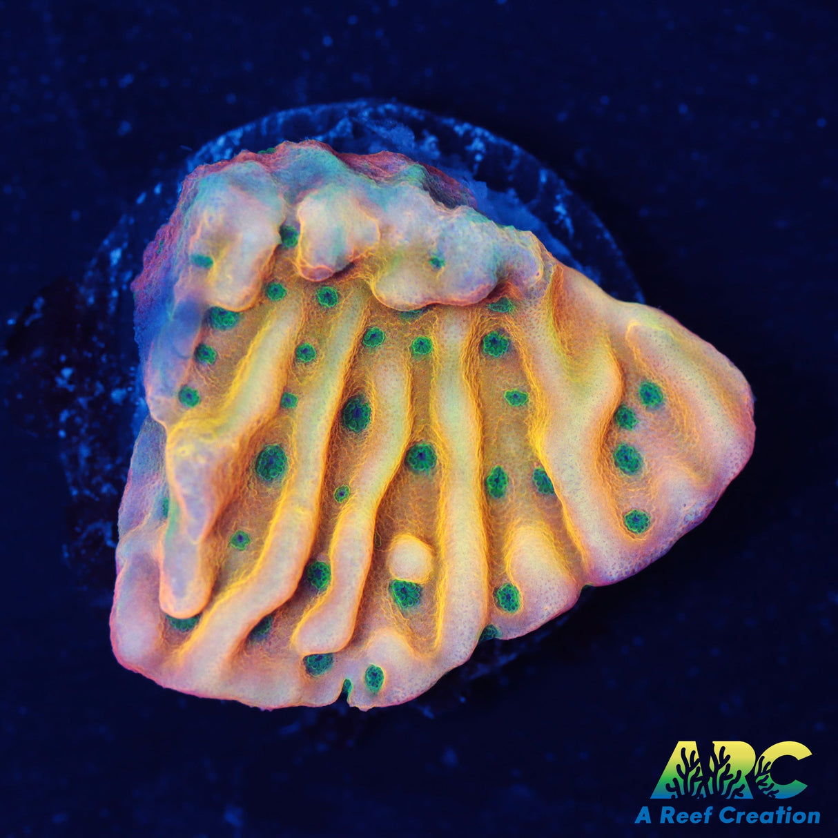 ASD Rainbow Phoenix Monti