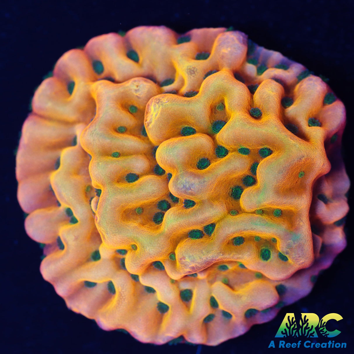 ASD Rainbow Phoenix Monti