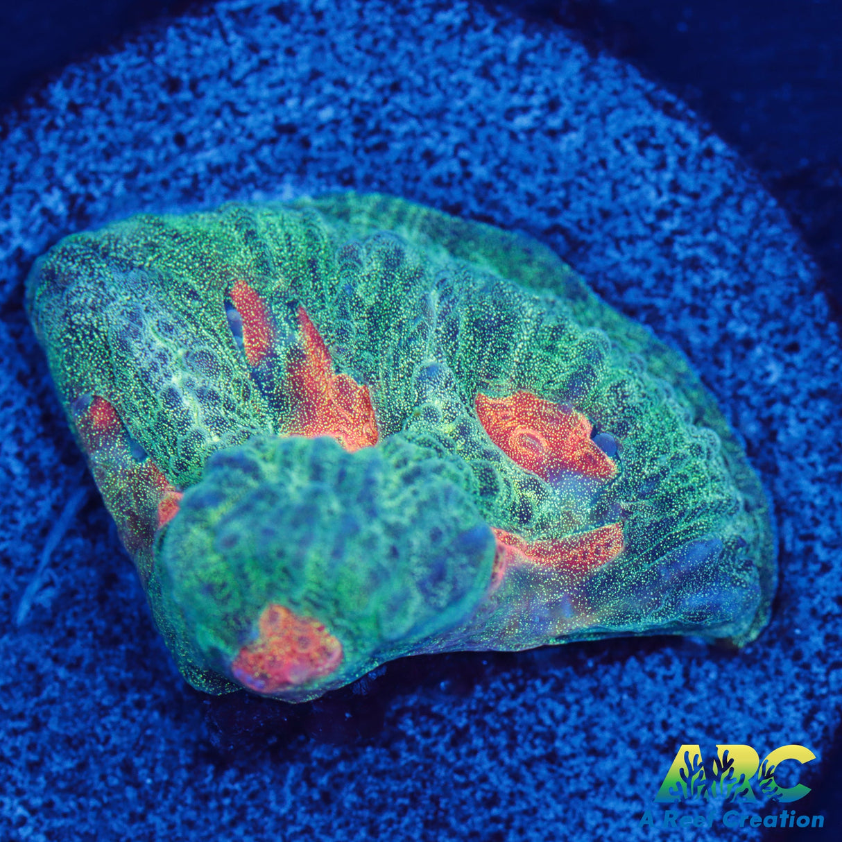 Also not Rambo Favia