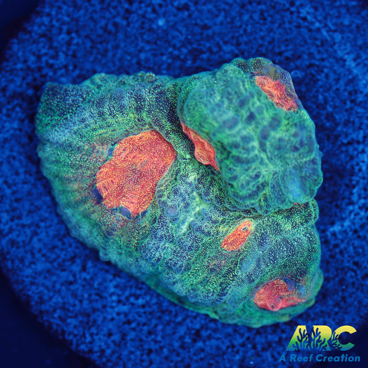 Also not Rambo Favia