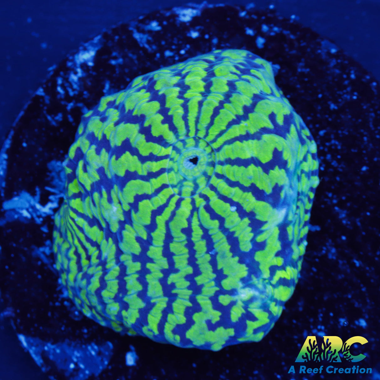 Green Convict Chalice