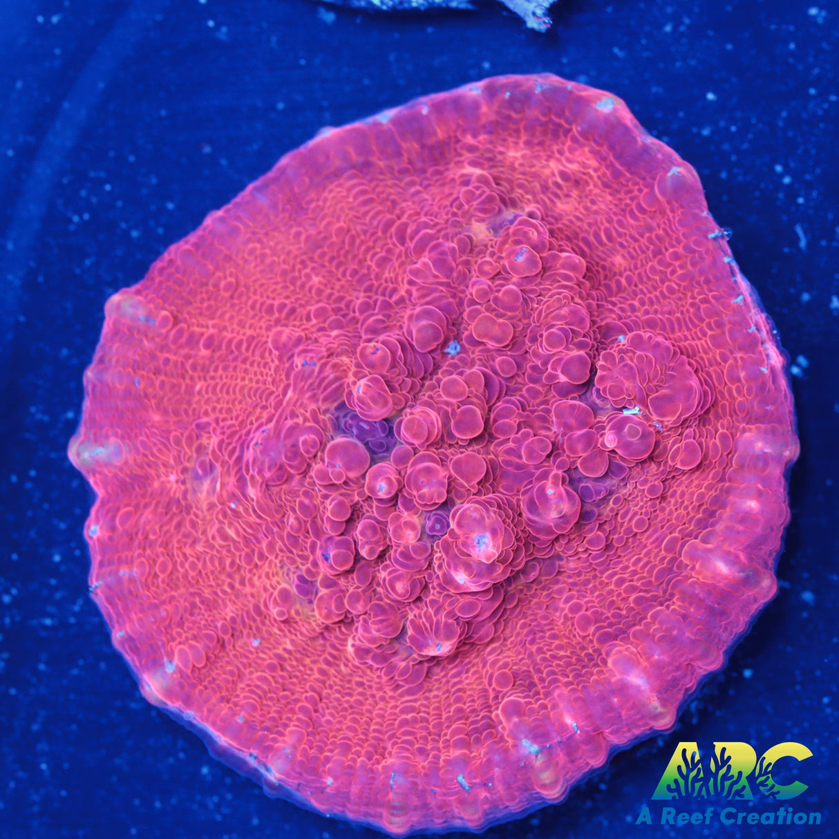 Panic at ARC Chalice