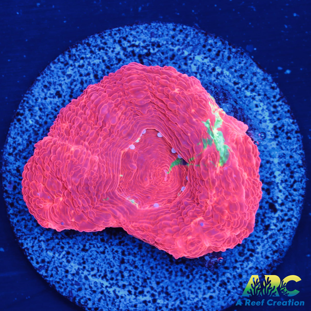 Bleeding Apple Bowerbanki