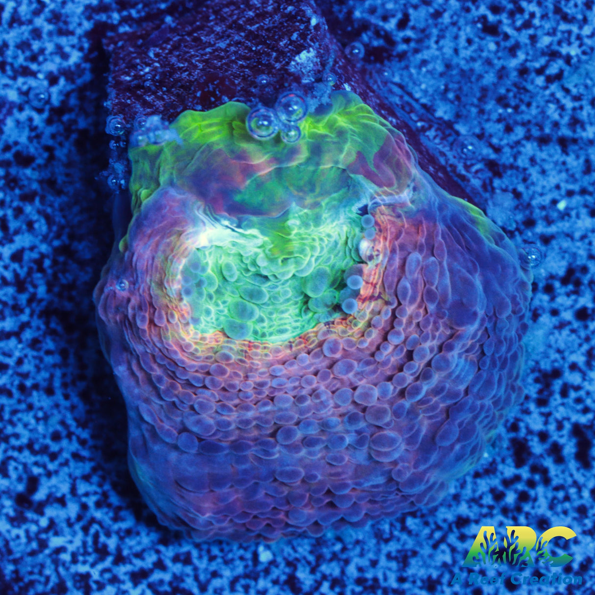 ARC Rainbow Acan Echinata