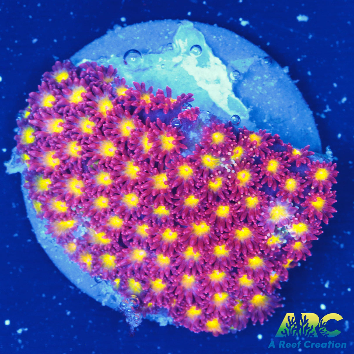 Crimson & Clover Bernard