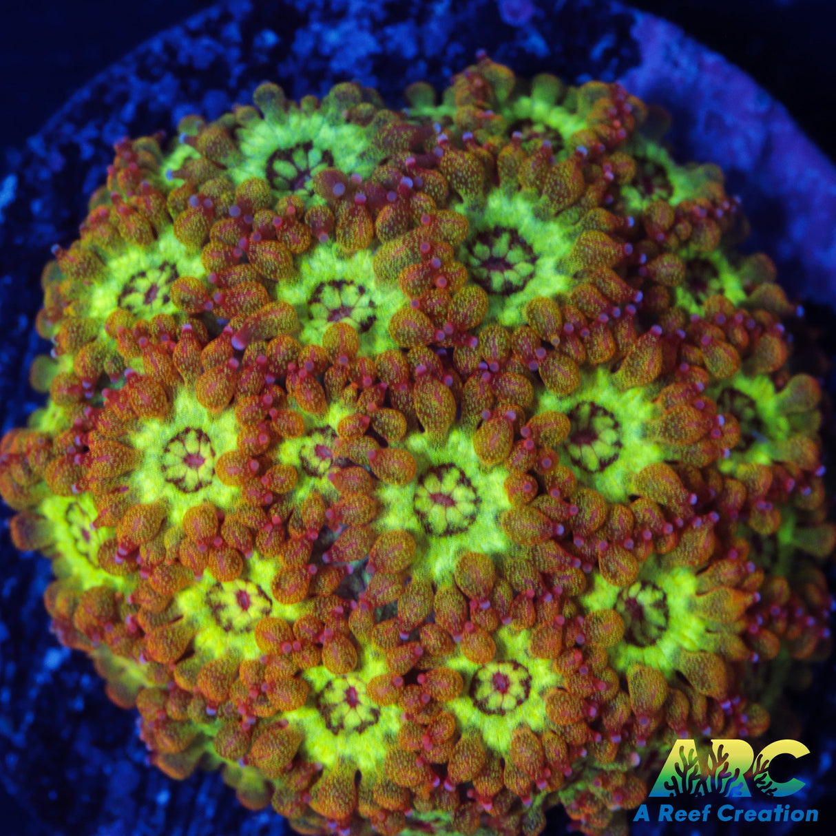 Red Rim Sparkle Bernard