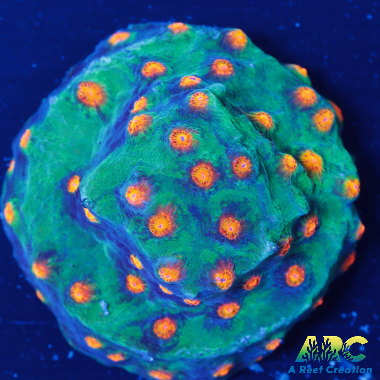 Alien Pox Cyphastrea