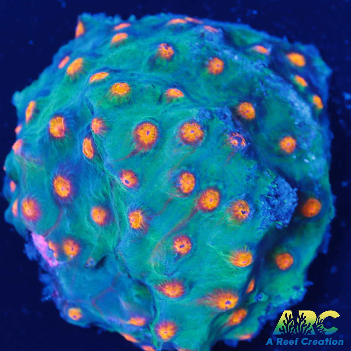 Alien Pox Cyphastrea