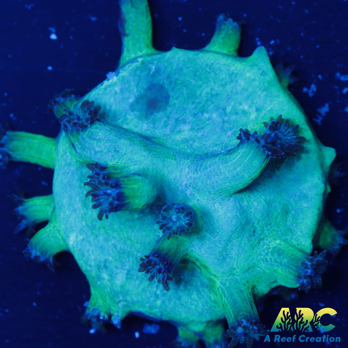 GB Achilles Cyphastrea Decadia