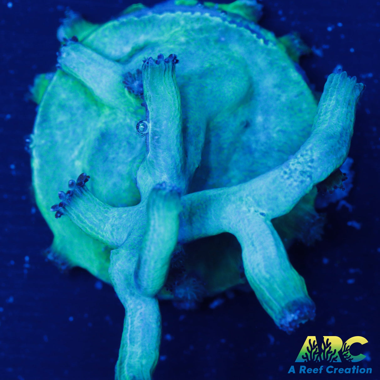 GB Achilles Cyphastrea Decadia
