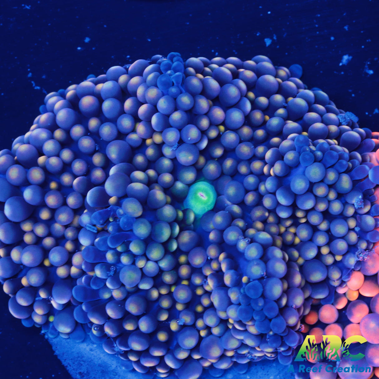 Aquacultured Golden Ricordea