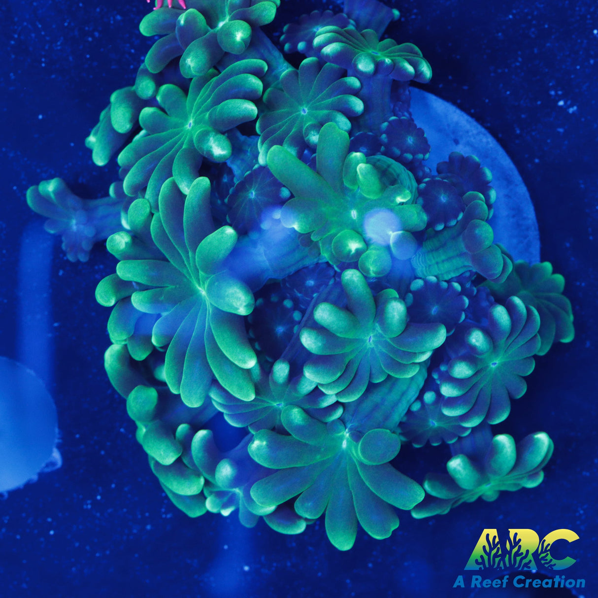 Green Alveopora