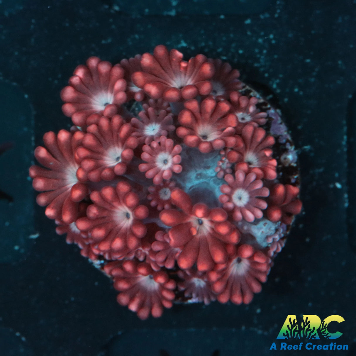 ARC Ruby Red Alveopora