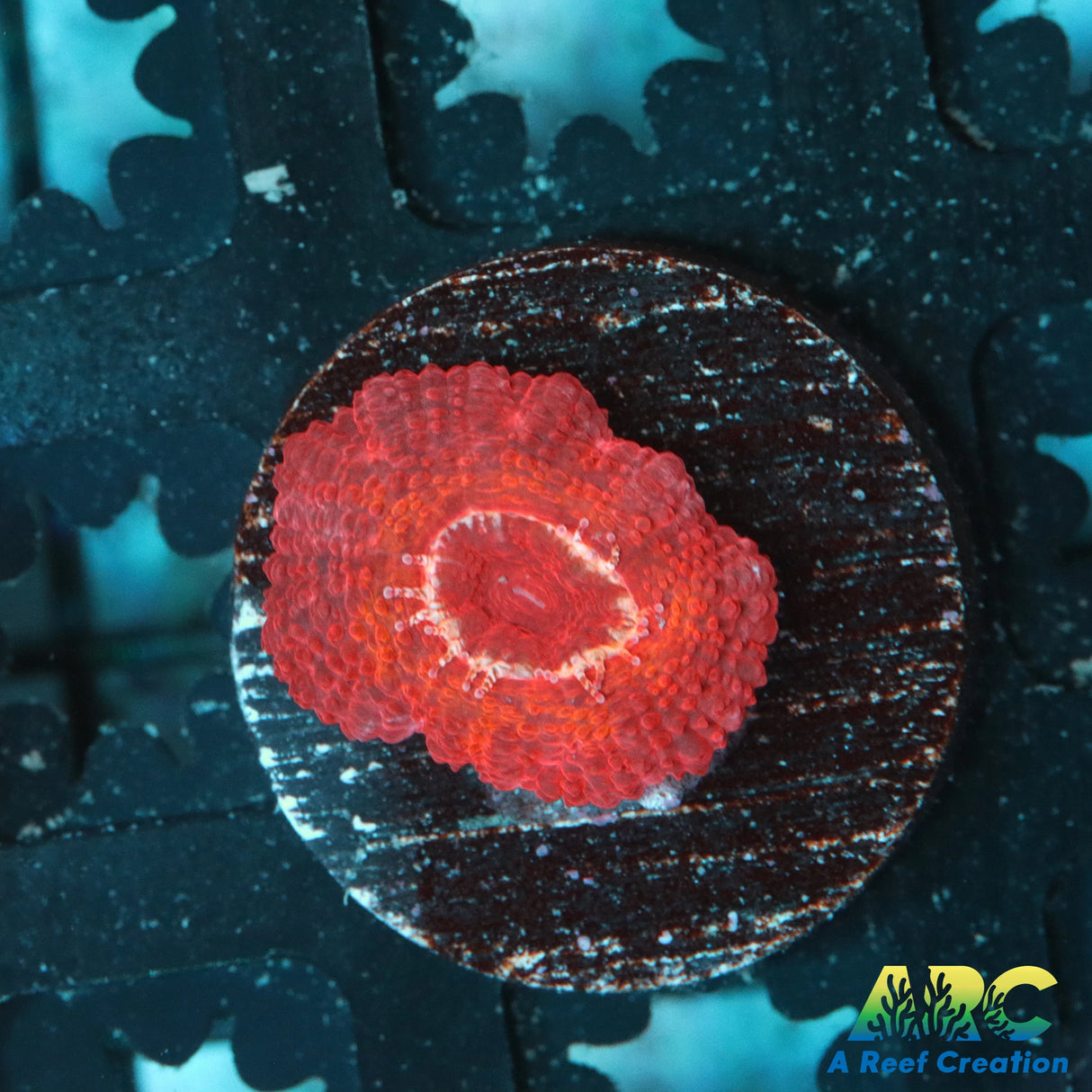 Red Acan