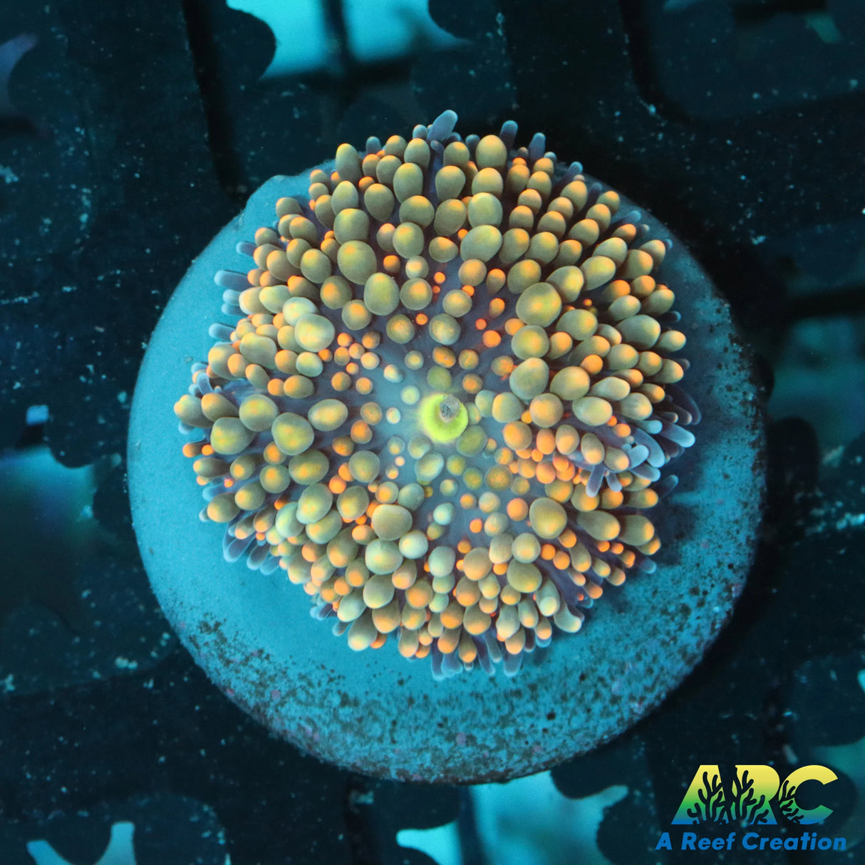 Aquacultured Ricordea Florida