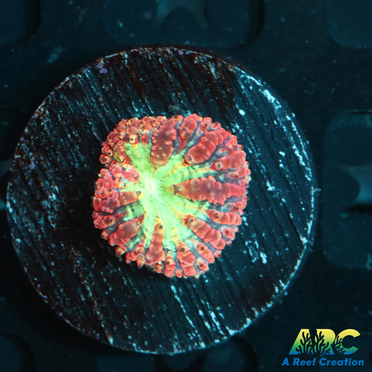 Frosted Cherry Blasto