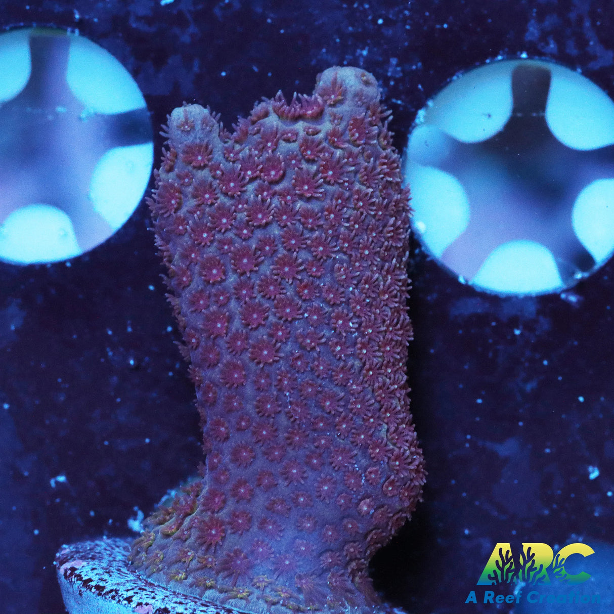 Red Polyp Branching Porites