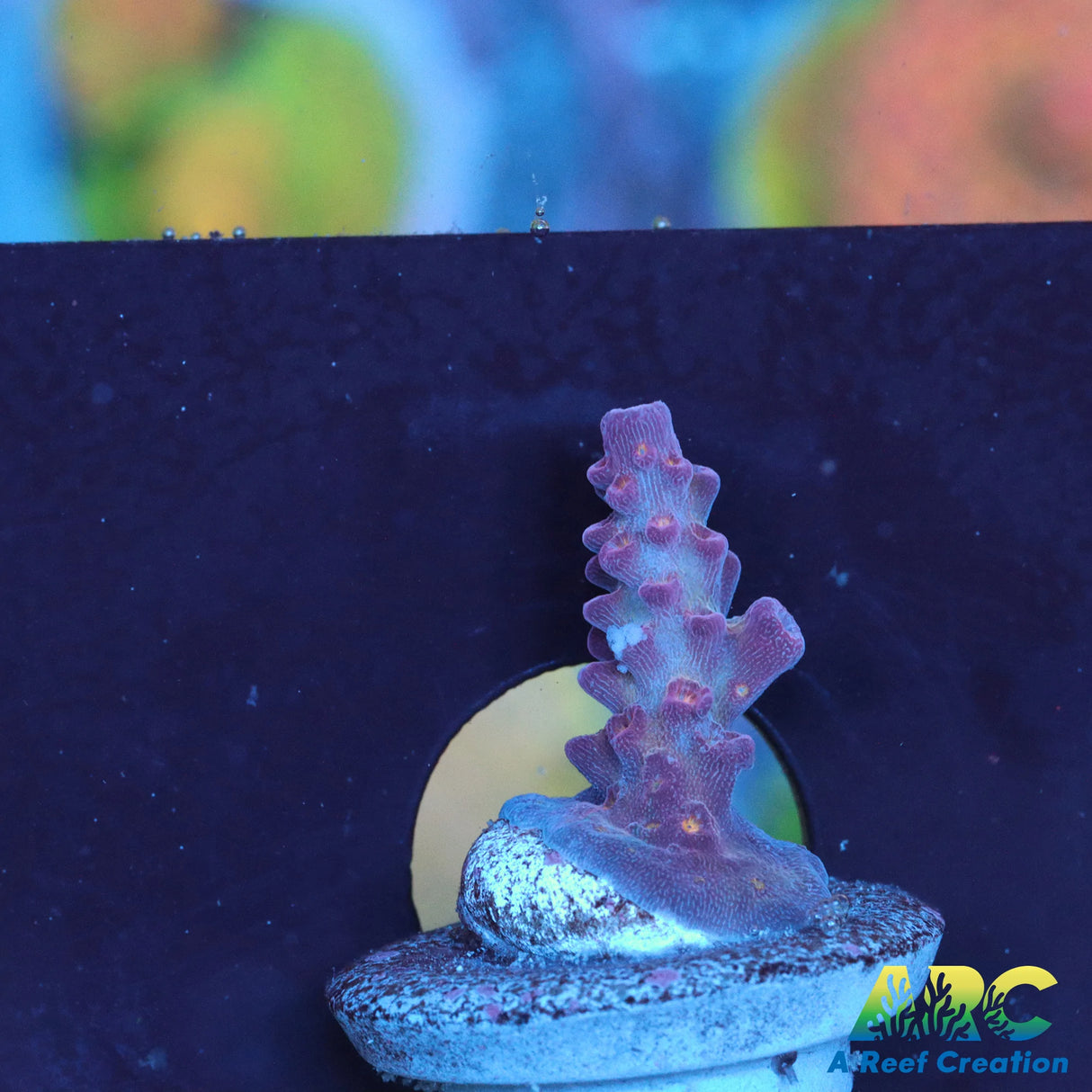 Tyree Merlin's Staff Acro