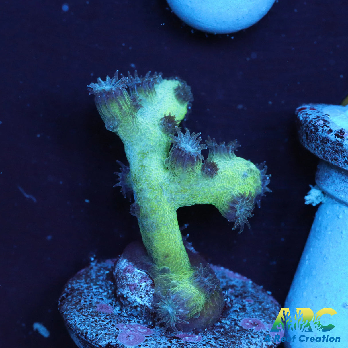 GB Achilles Cyphastrea Decadia