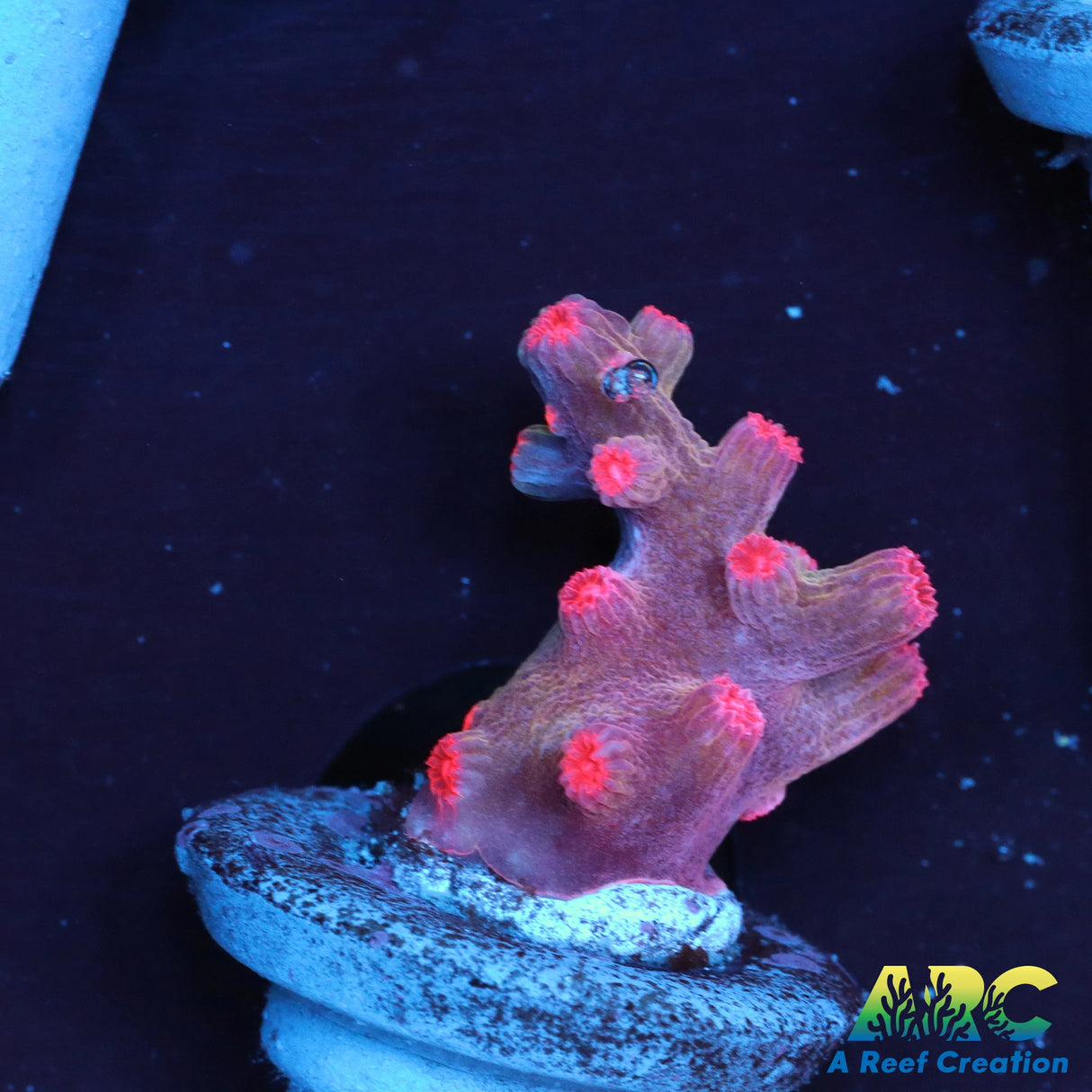 Pink Cyphastrea Decadia