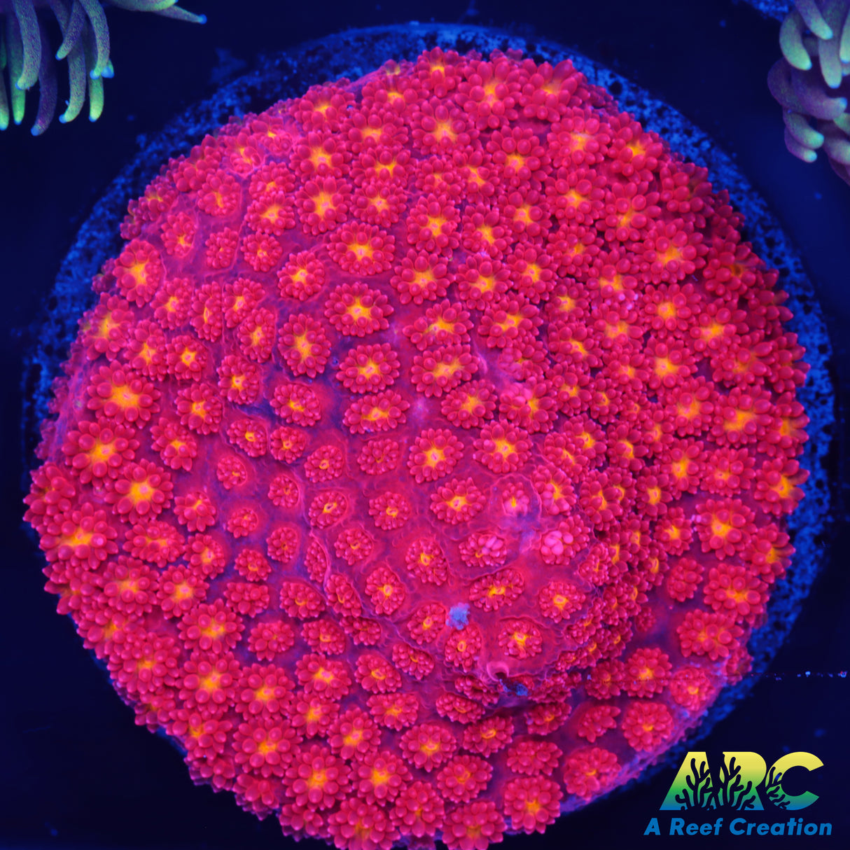 ARC Geranium Bernard