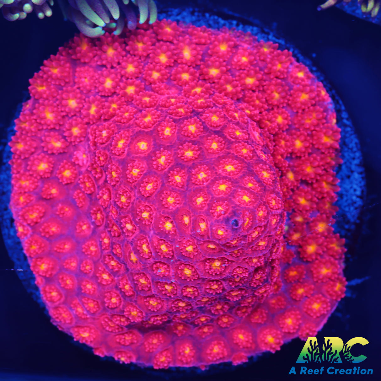 ARC Geranium Bernard