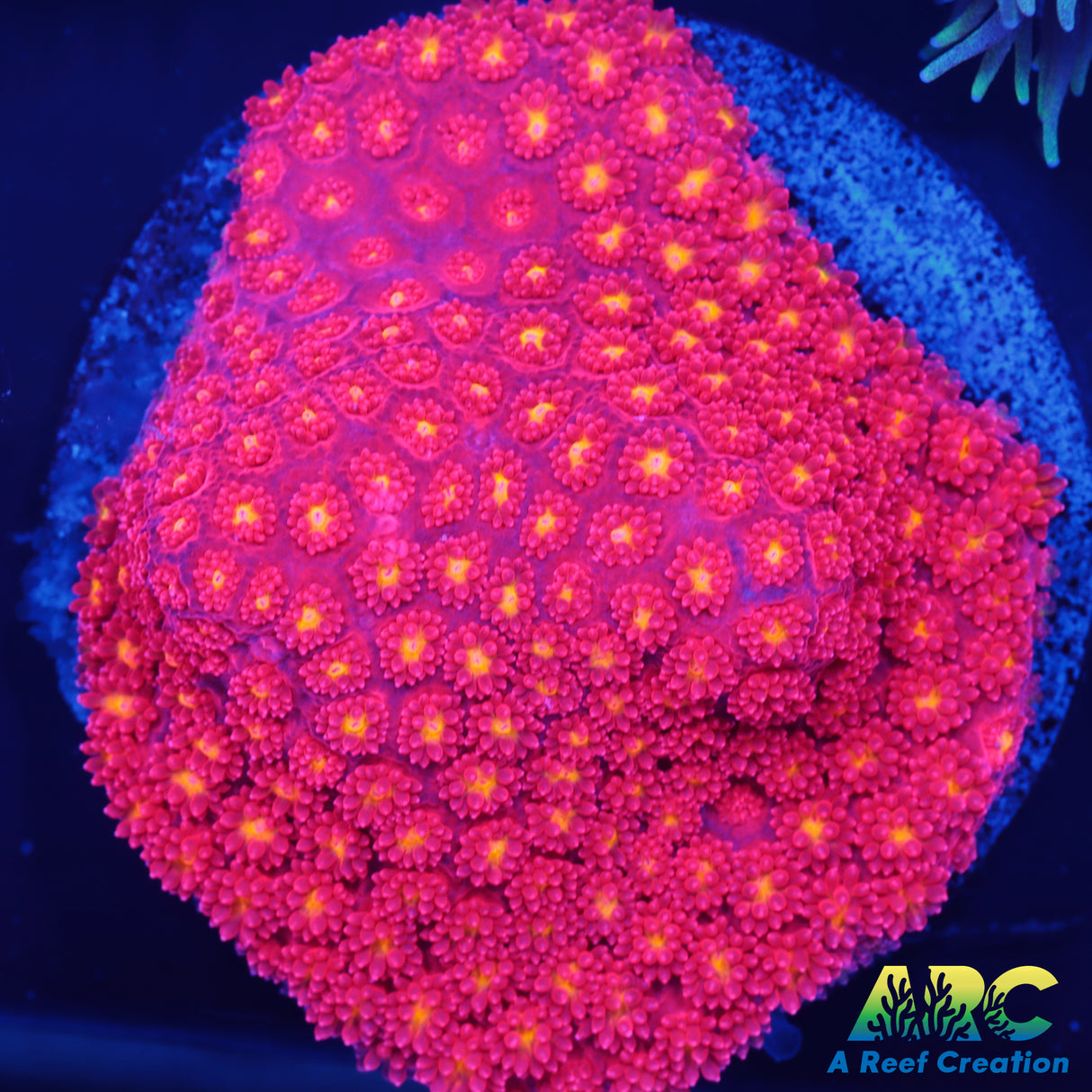 ARC Geranium Bernard