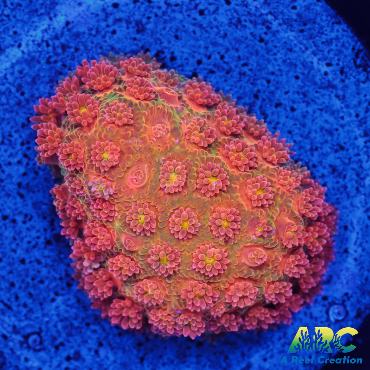 ARC Orange Crush Bernard