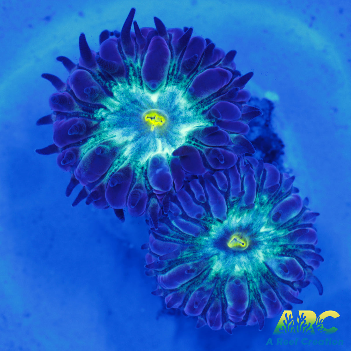 Purple Petals Merletti