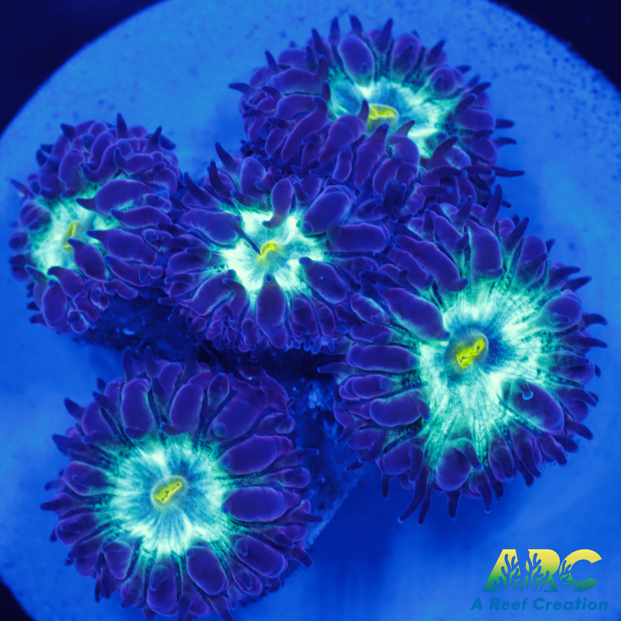 Purple Petals Merletti