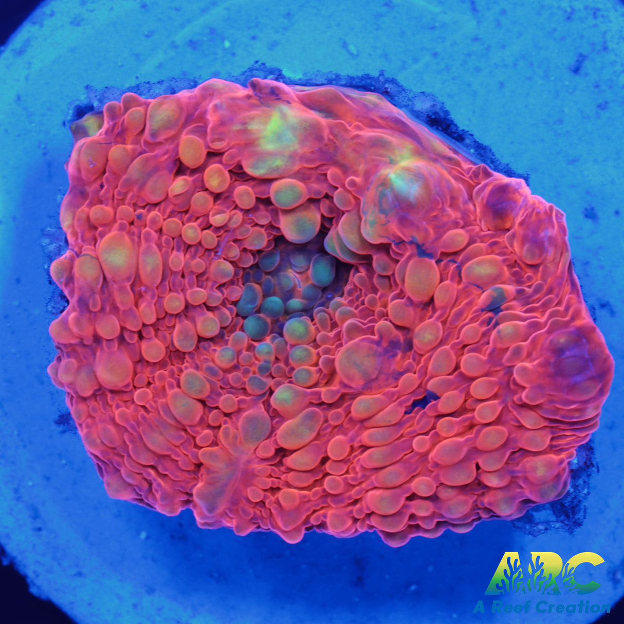 Orange Vitensis Frag