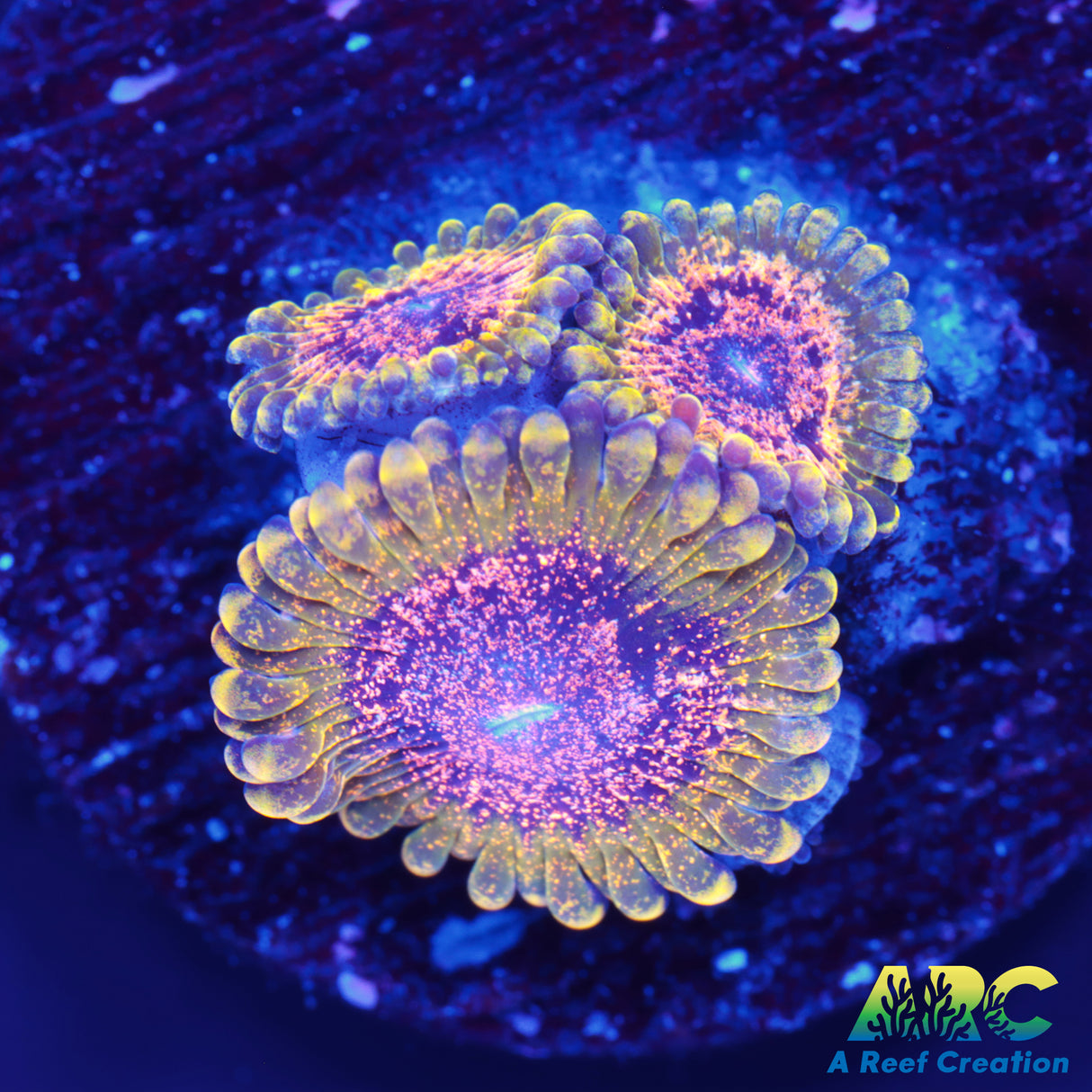 Skullcrusher Zoas