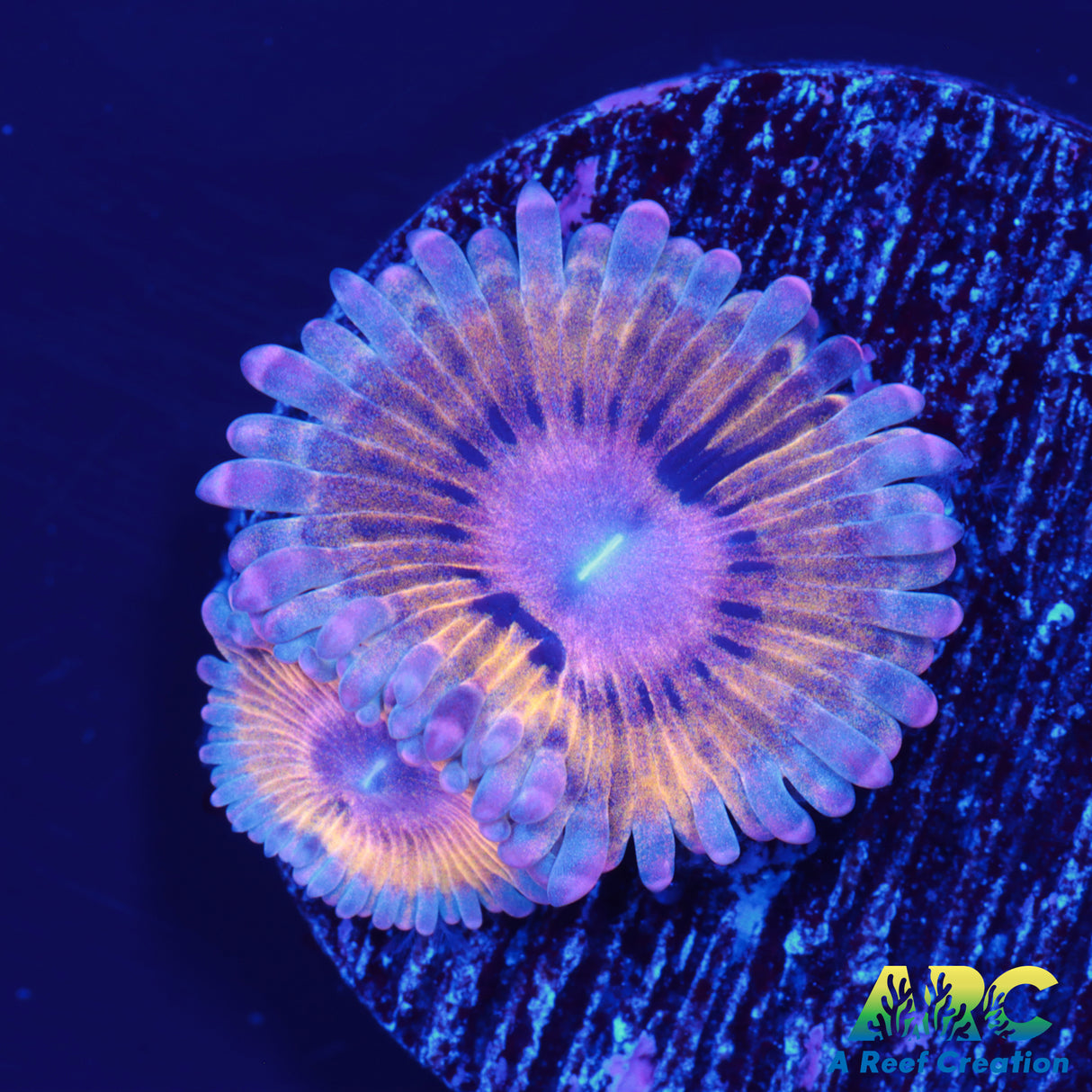 Coppertop Zoa