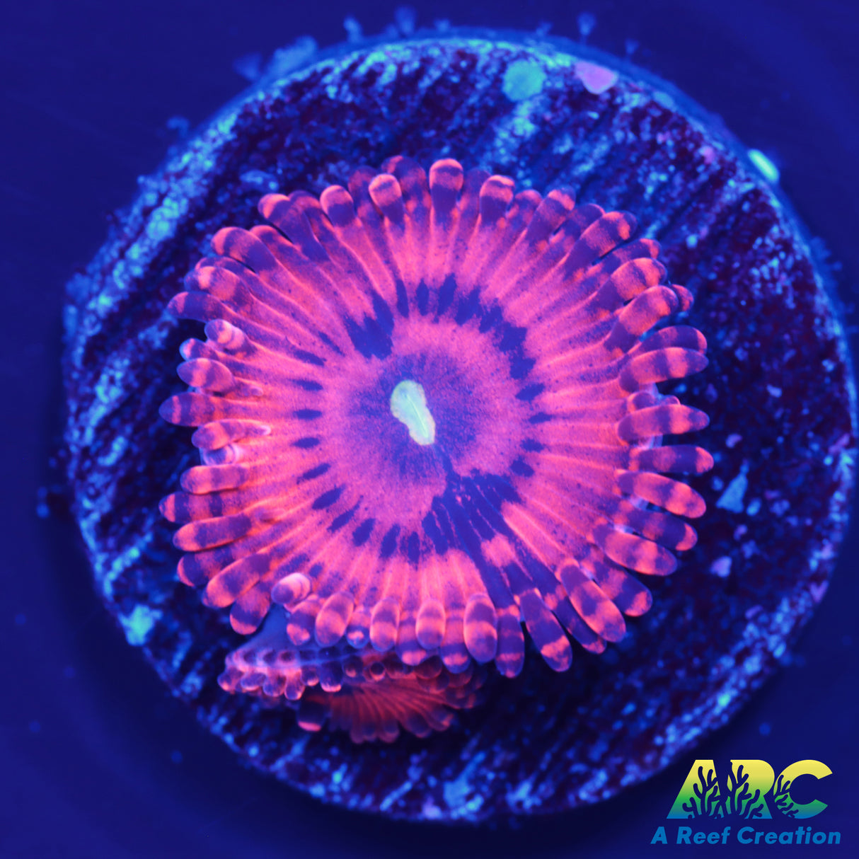 Revolt Zoa