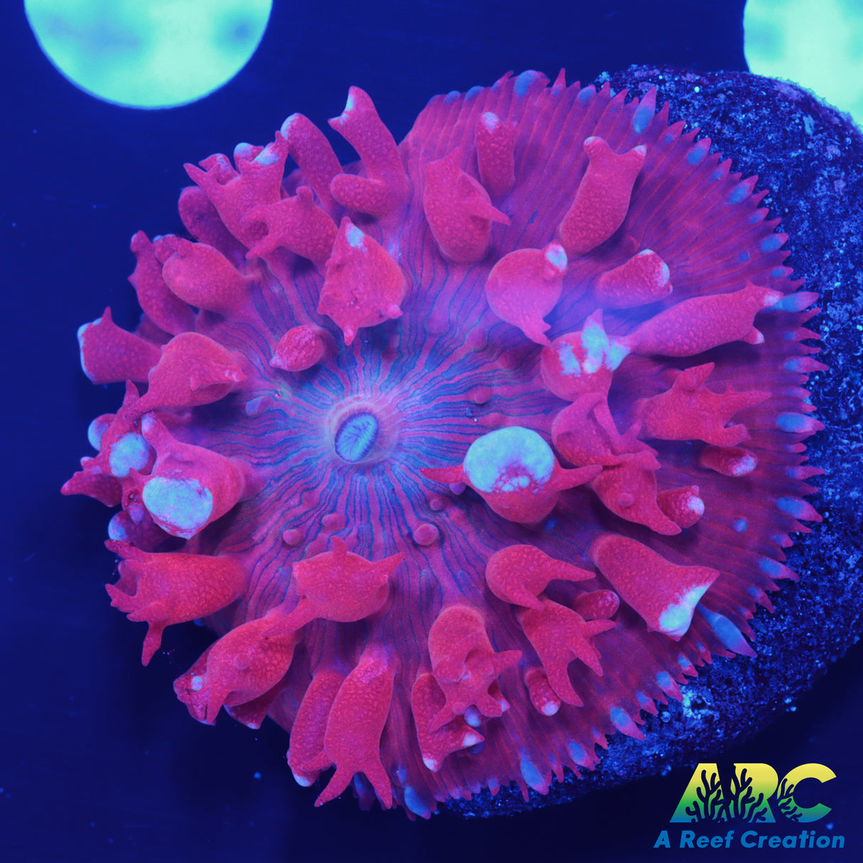 Fireball St. Thomas Mushroom