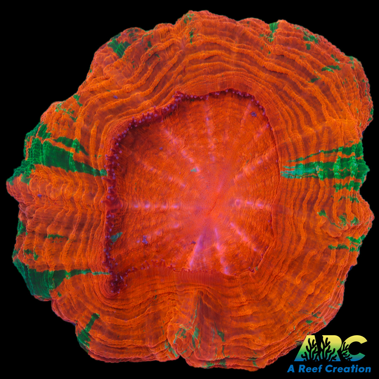 Awesome Orange and Green Acantho