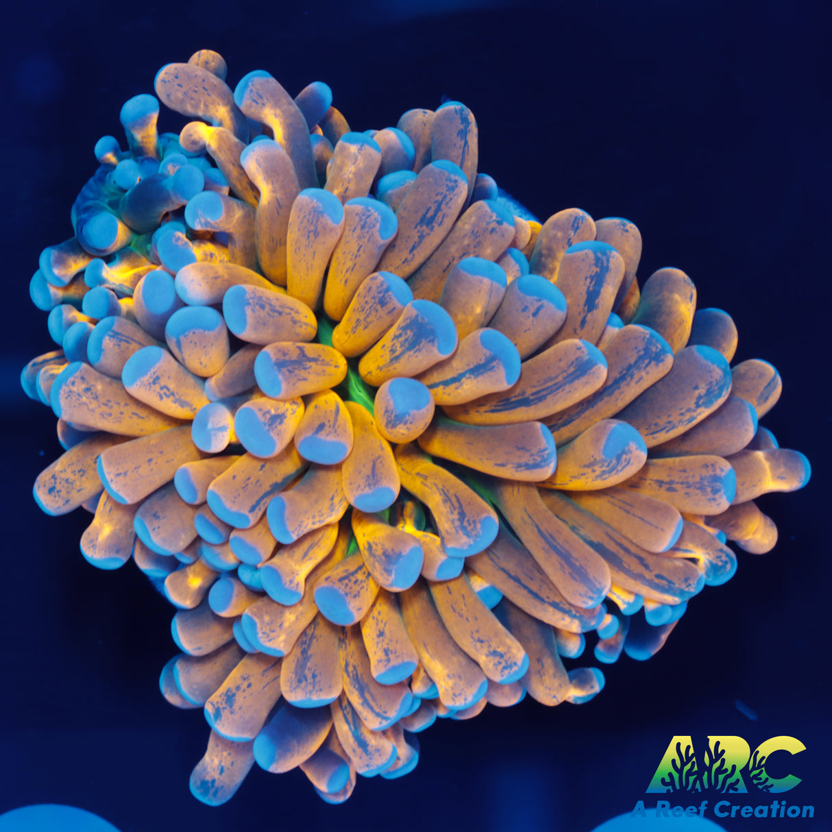 24k Aussie Holy Grail Torch