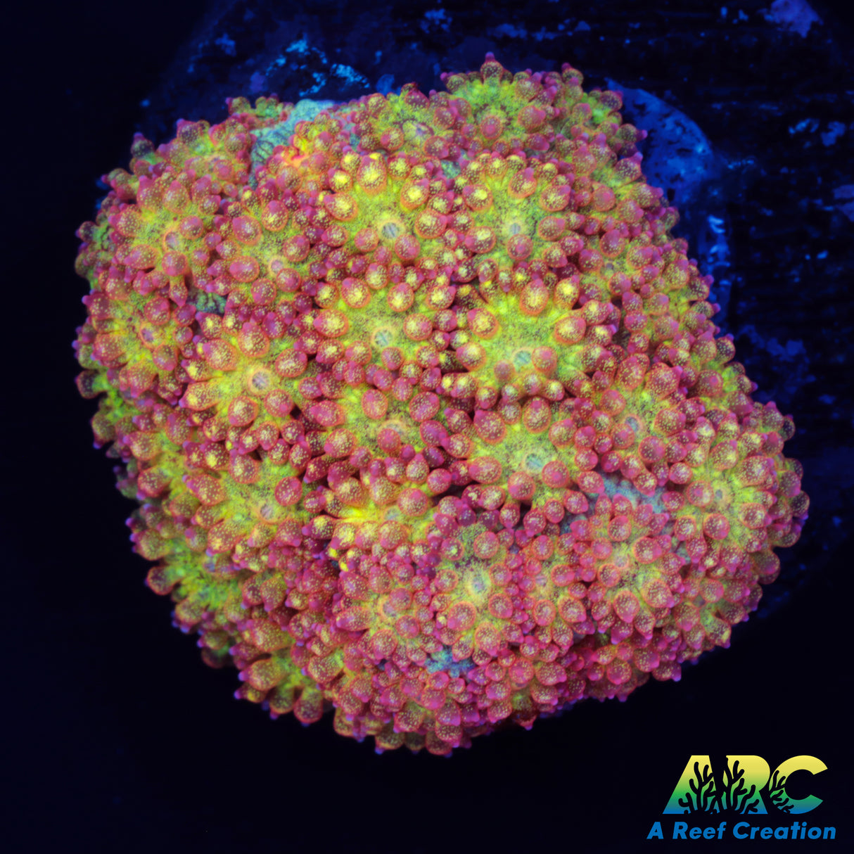 Red Rim Sparkle Bernard