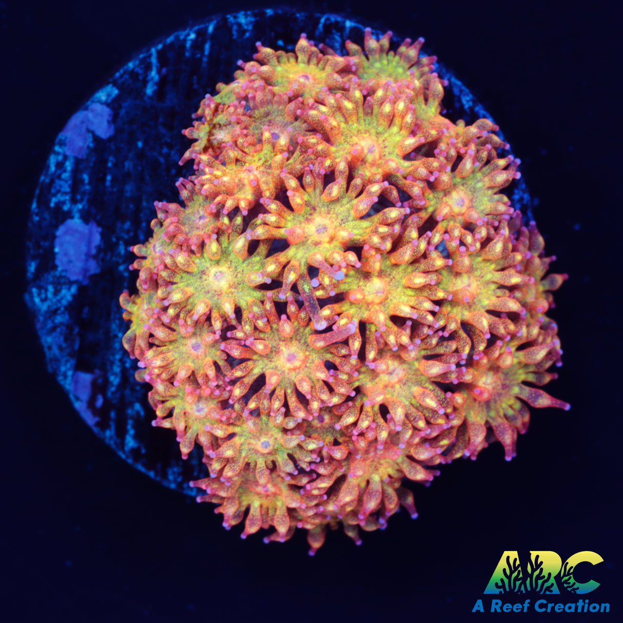 Orange Sparkle Bernard