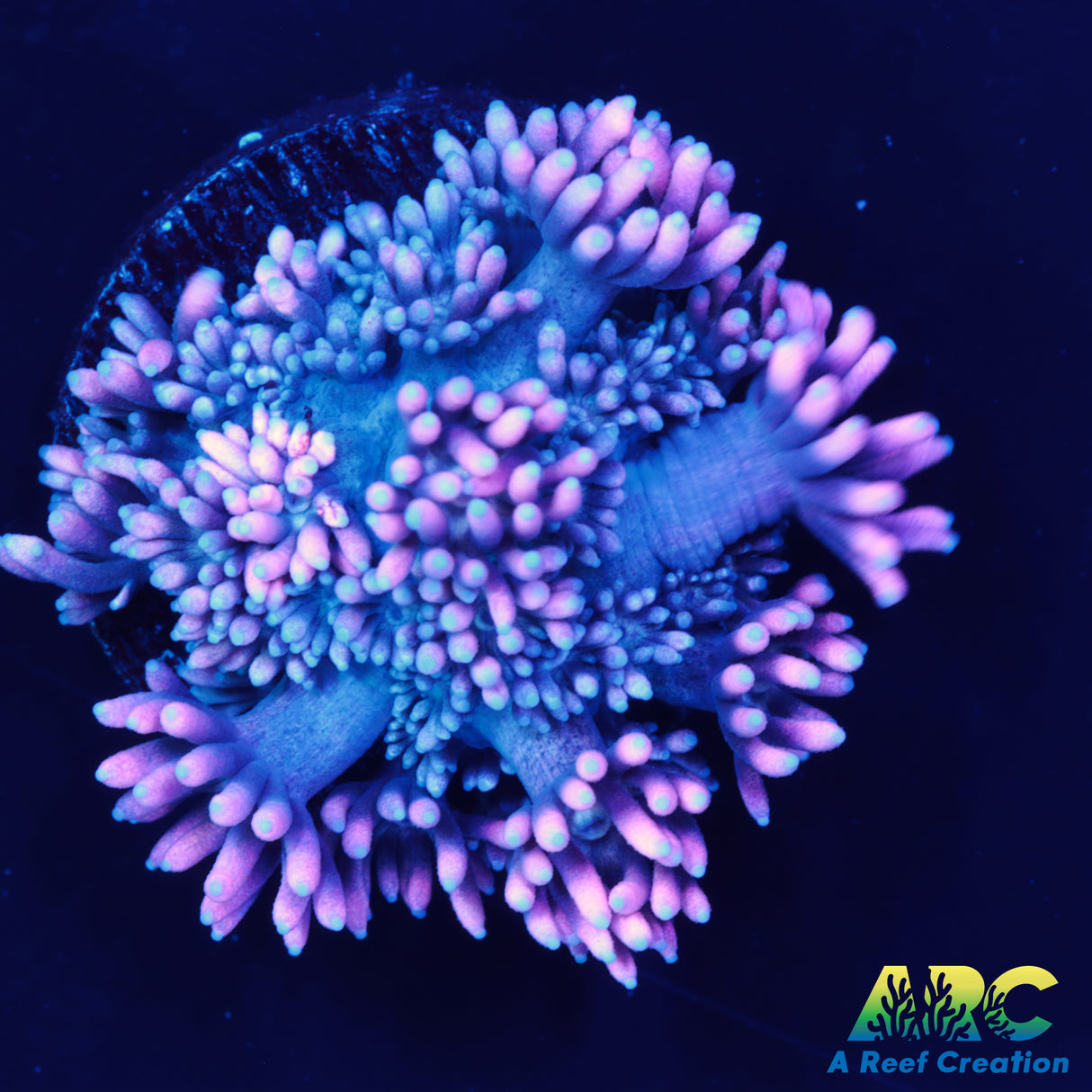 Bubblicious Goni