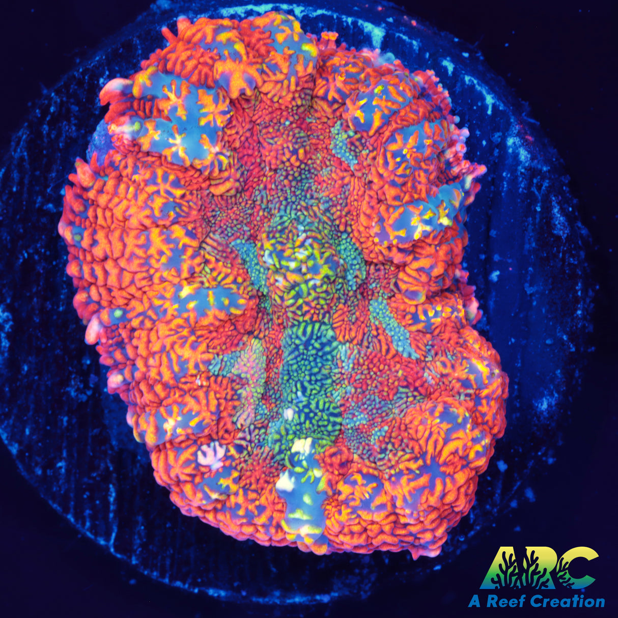 Punch Drunk Rhodactis