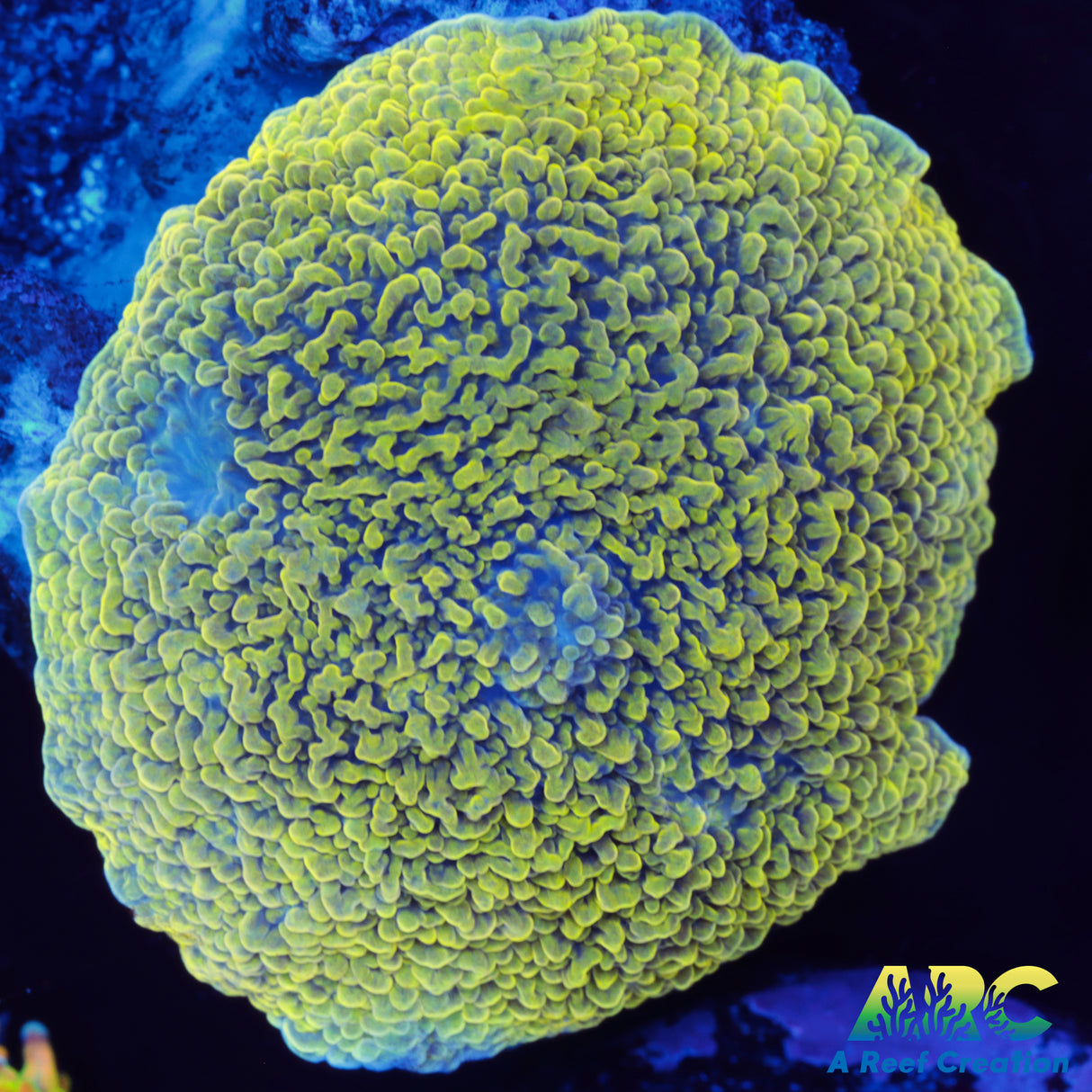 Golden Elephant Ear Mushroom