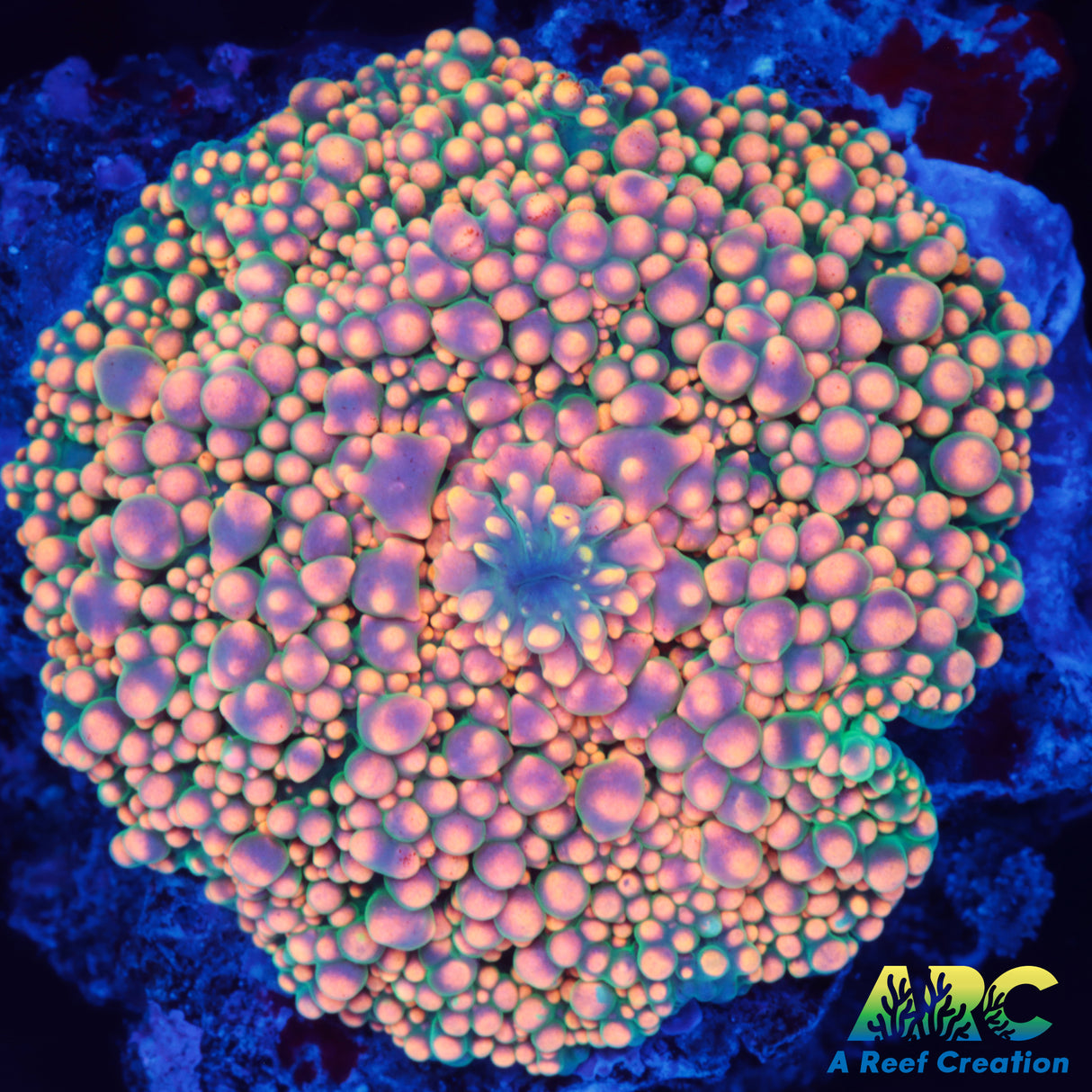 Rainbow Interstellar Mushroom