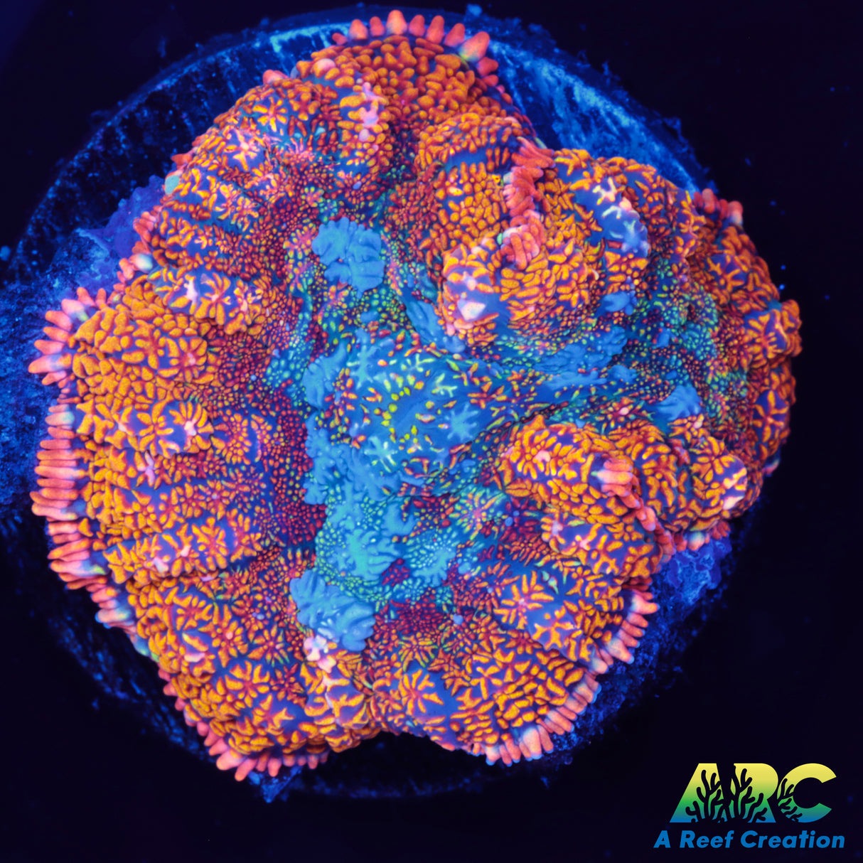 Punch Drunk Rhodactis