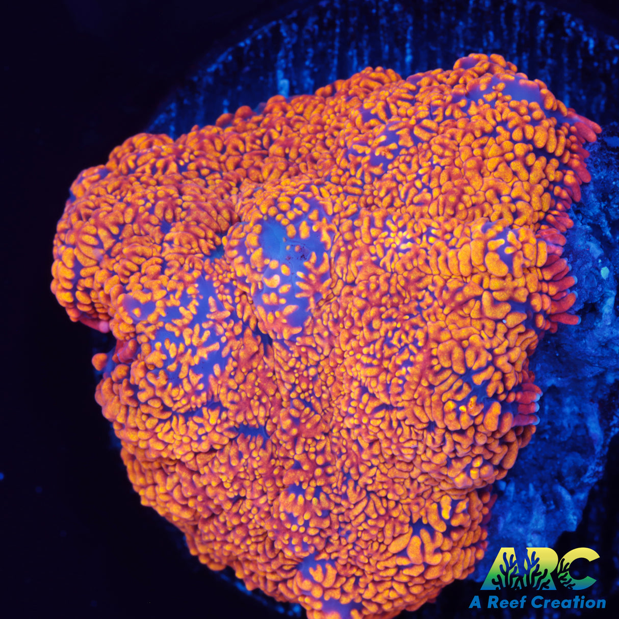 Orange Crush Rhodactis