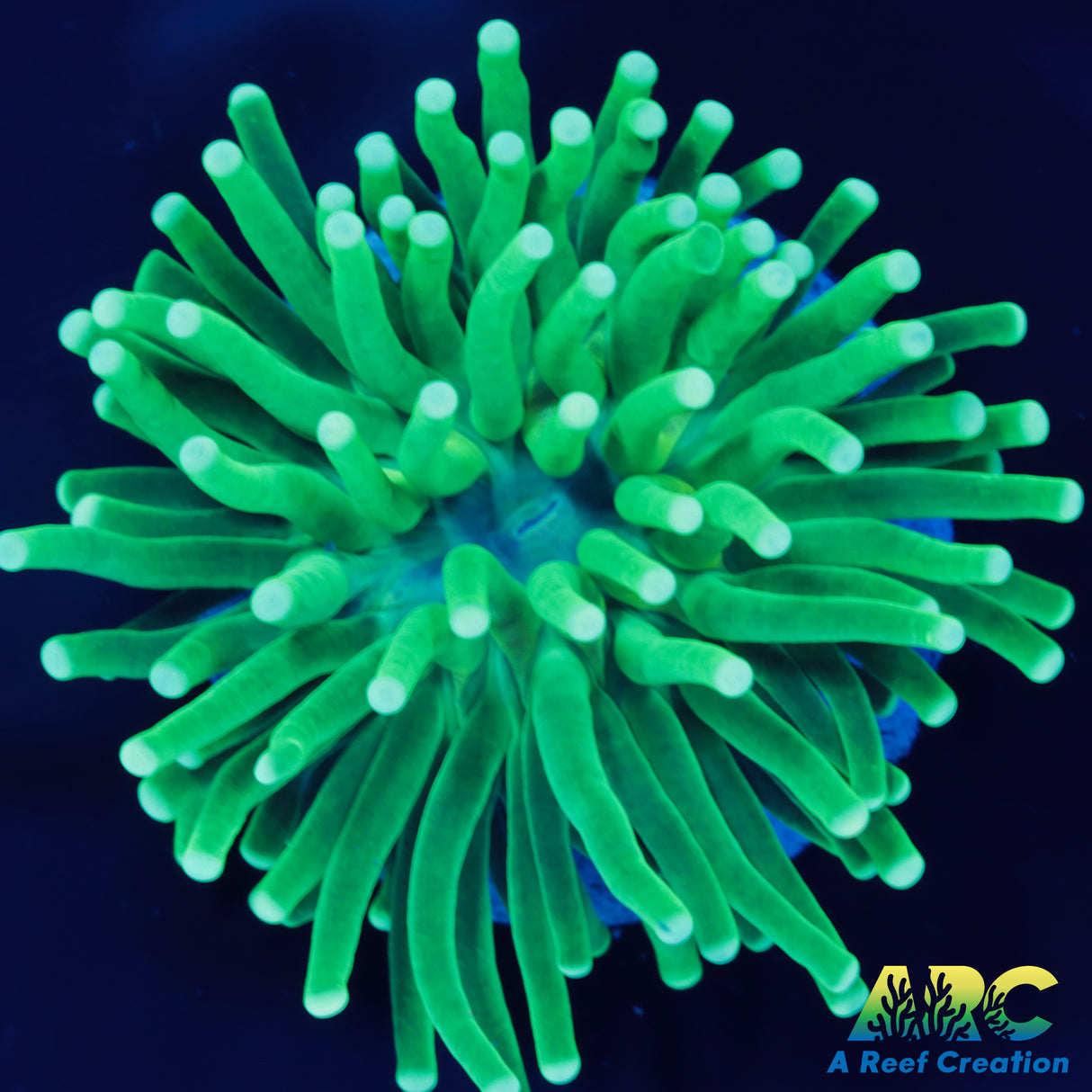 Green Torch