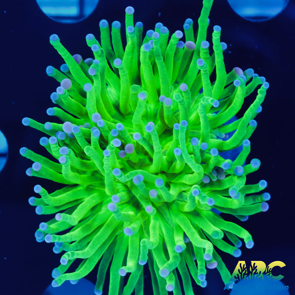 Toxic Pink Tip Torch