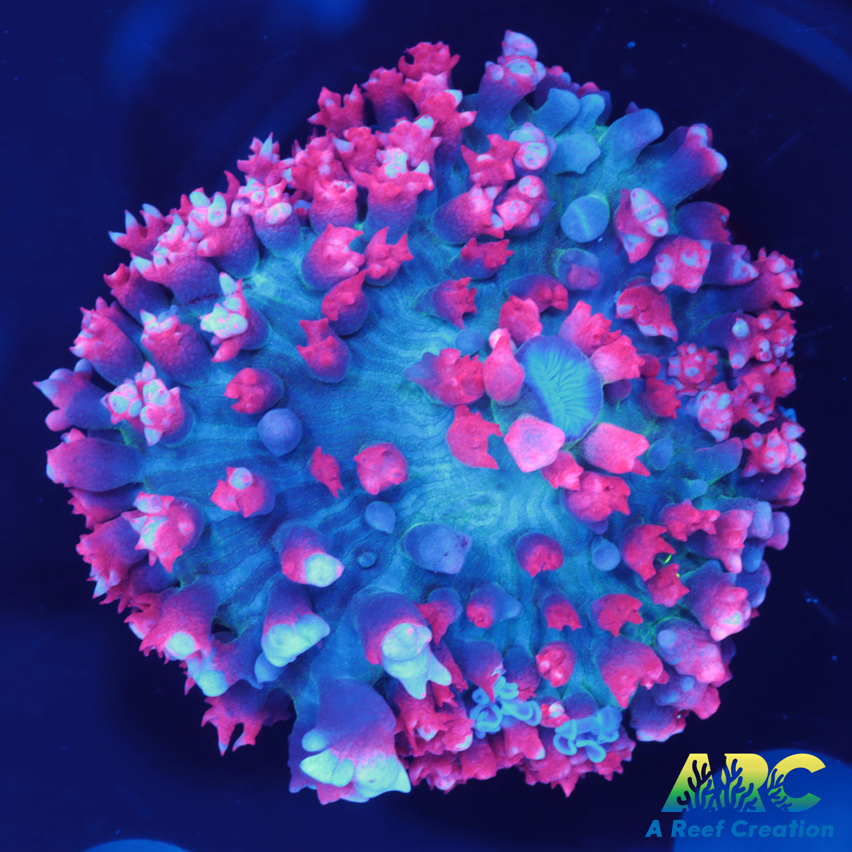 Red St. Thomas Mushroom