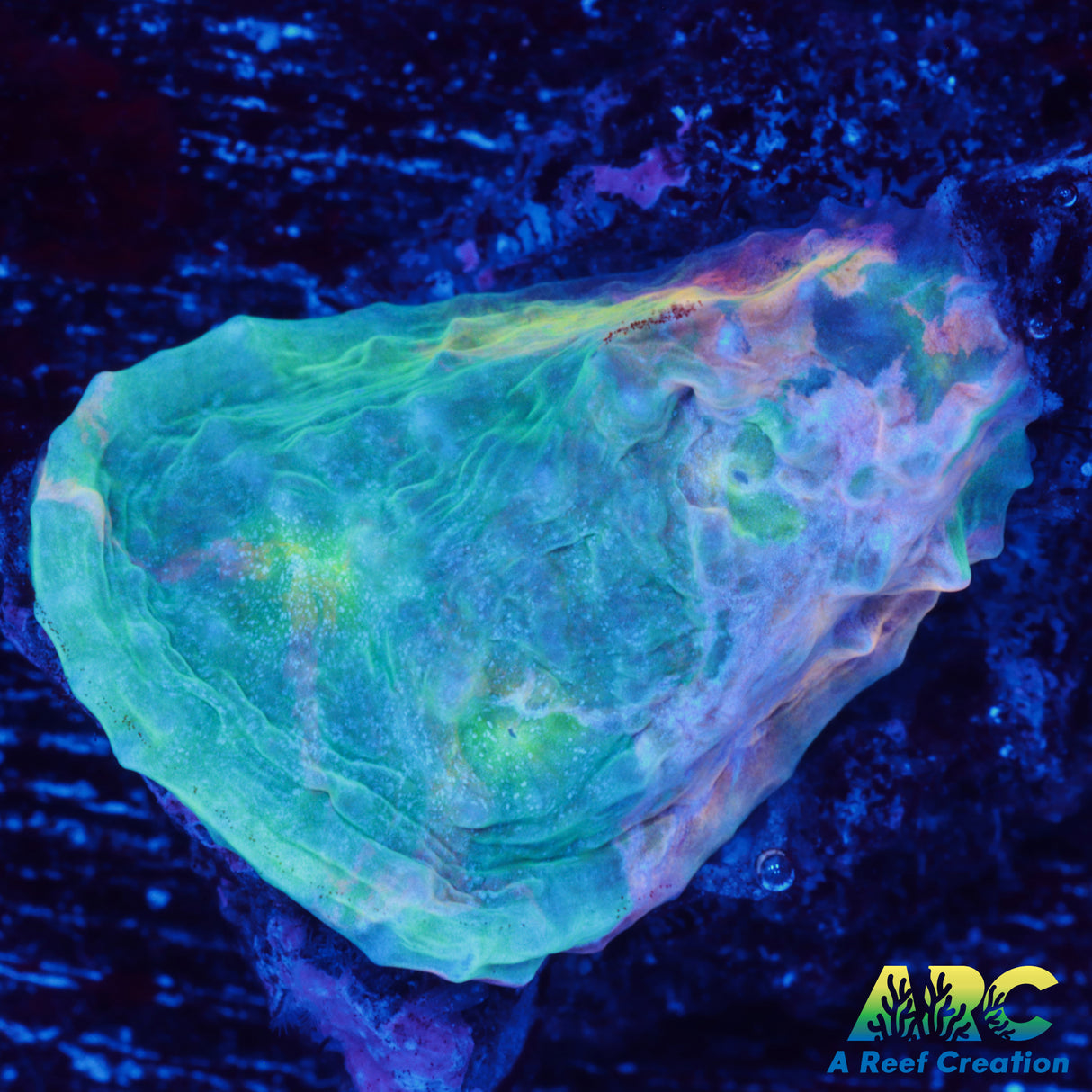 Pastel Rainbow Chalice